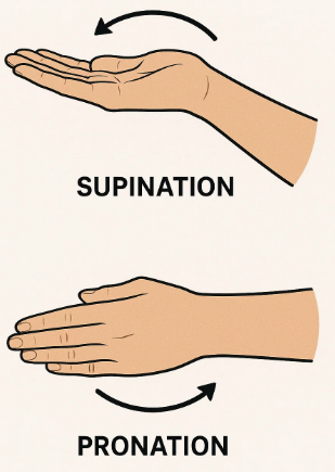 exercises after carpal tunnel surgery